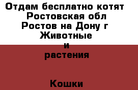 Отдам бесплатно котят  - Ростовская обл., Ростов-на-Дону г. Животные и растения » Кошки   
